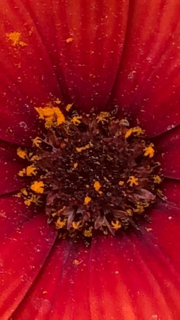 Cinsel İşlev Bozuklukları